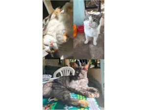 Gato raça SRD-ViraLata idade 6 ou mais anos nome ADOÇÃO RESPONSÁVEL – 3 GATOS LINDOS PRECISAM DE UM LAR