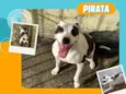 Pirata