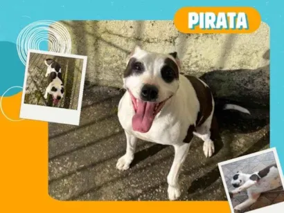 Cachorro raça SRD-ViraLata idade 7 a 11 meses nome Pirata