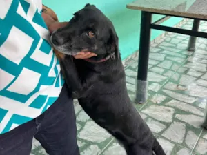 Cachorro raça SRD-ViraLata idade 4 anos nome Suzi