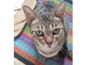 Gato raça SRD-ViraLata idade 7 a 11 meses nome Gatinha sem nome