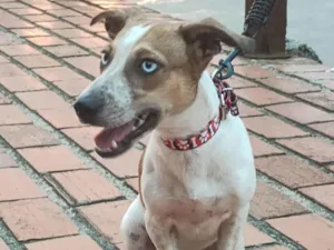 Cachorro raça SRD-ViraLata idade 2 a 6 meses nome Millie 