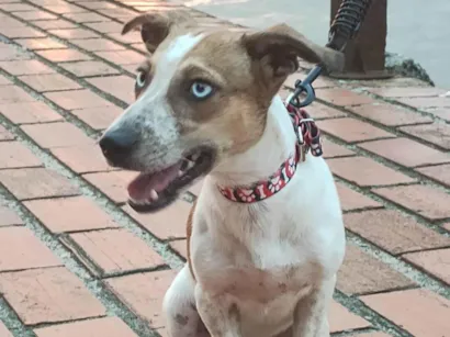 Cachorro raça SRD-ViraLata idade 2 a 6 meses nome Millie 