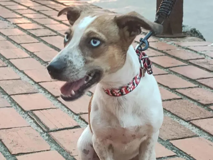 Cachorro ra a SRD-ViraLata idade 2 a 6 meses nome Millie 