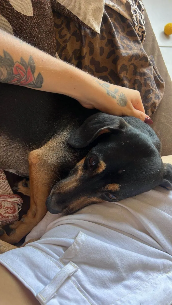 Cachorro ra a SRD-ViraLata idade 6 ou mais anos nome Frederico