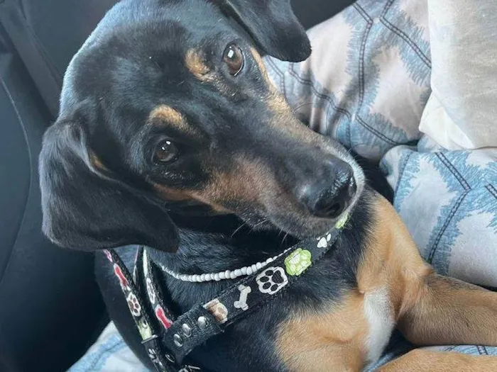 Cachorro ra a SRD-ViraLata idade 6 ou mais anos nome Frederico