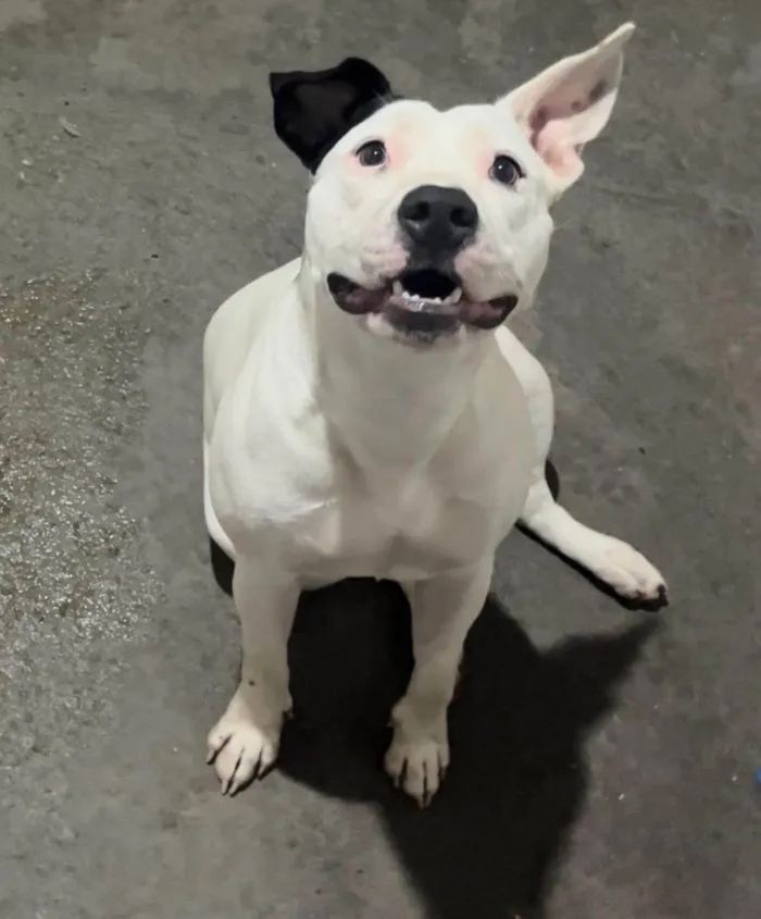 Cachorro ra a Pit-Bull idade 2 anos nome Nina
