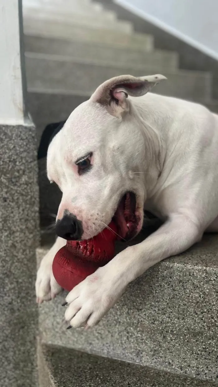 Cachorro ra a Pit-Bull idade 2 anos nome Nina