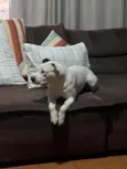 Nina