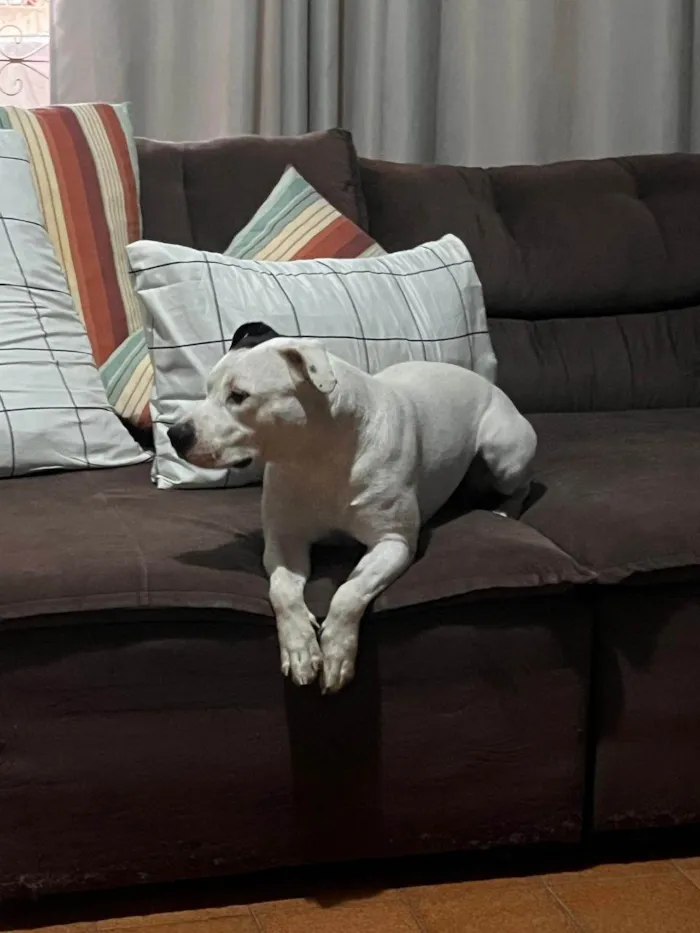 Cachorro ra a Pit-Bull idade 2 anos nome Nina