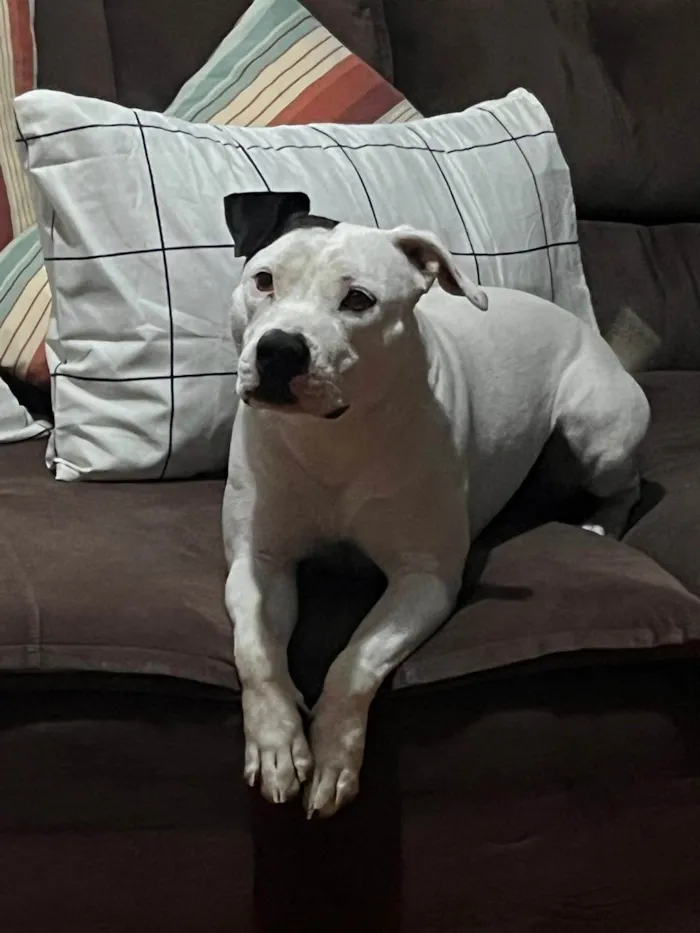 Cachorro ra a Pit-Bull idade 2 anos nome Nina