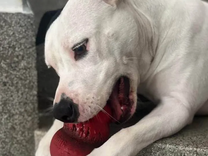 Cachorro ra a Pit-Bull idade 2 anos nome Nina