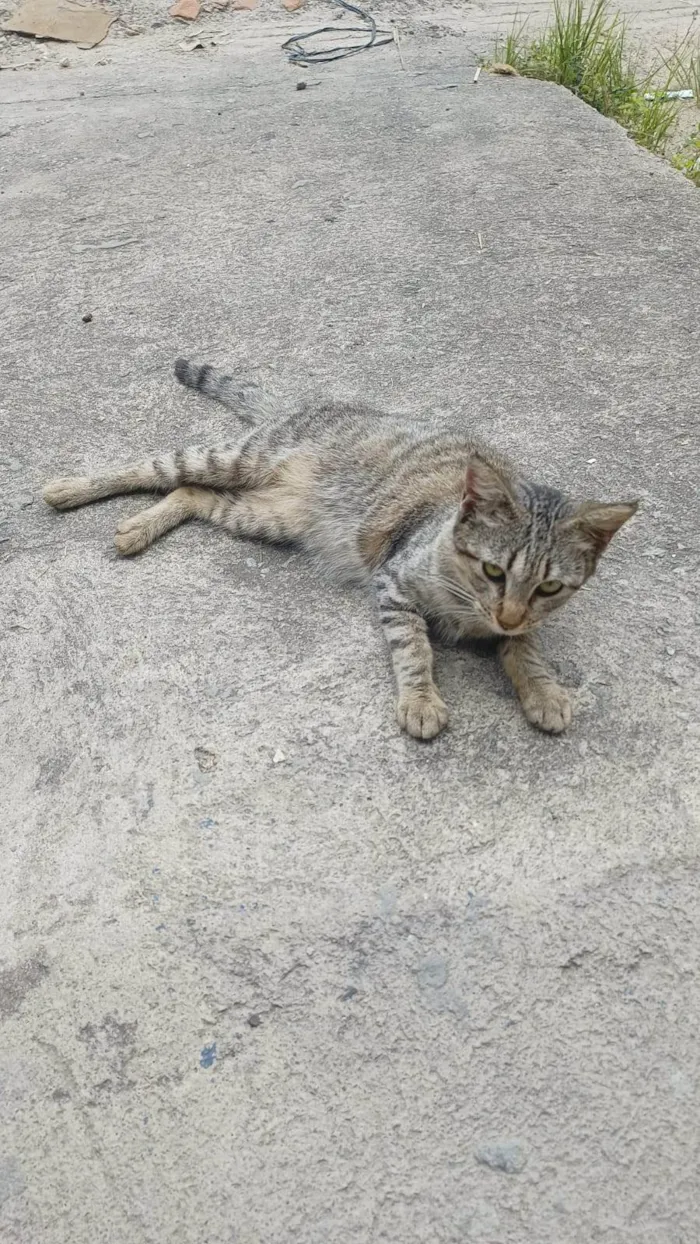 Gato ra a SRD-ViraLata idade 2 a 6 meses nome Gatinha filhote 