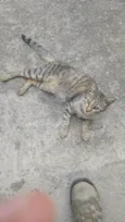 Gatinha filhote 