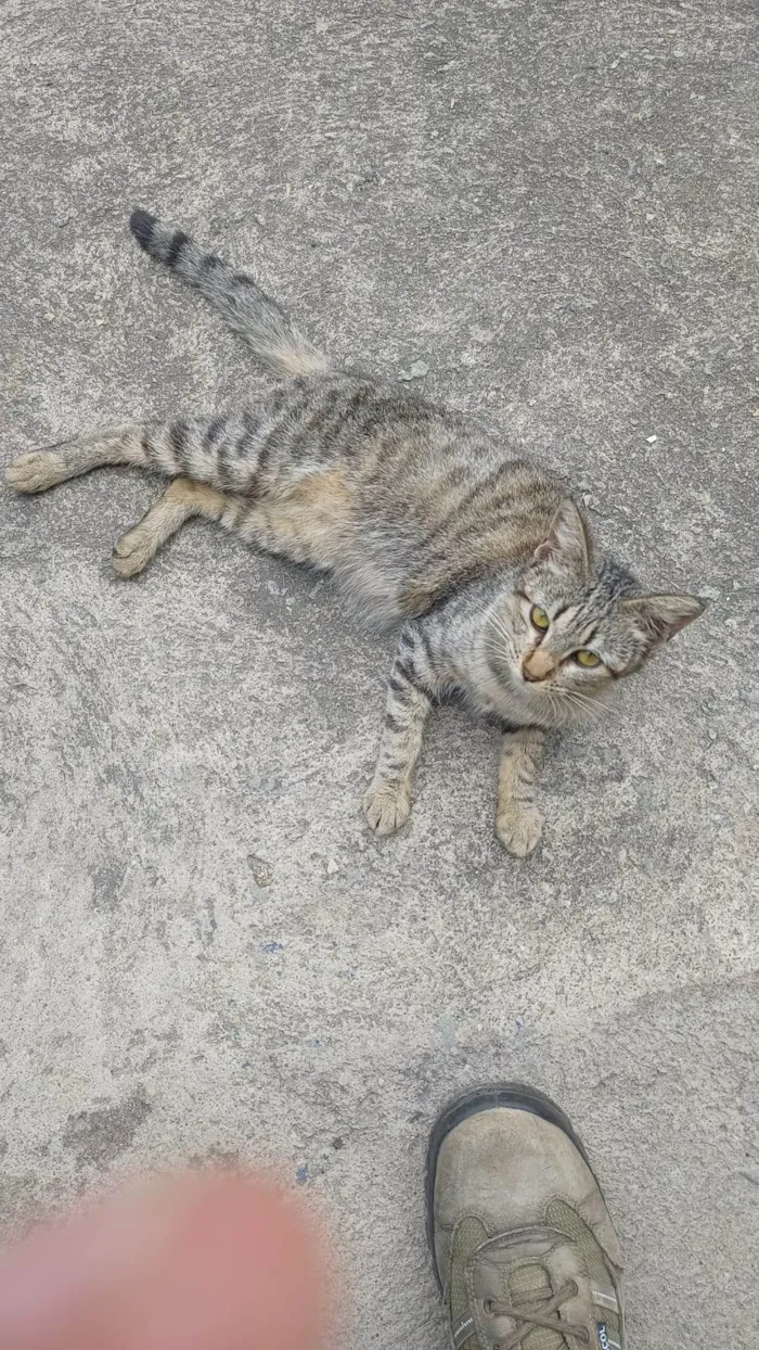 Gato ra a SRD-ViraLata idade 2 a 6 meses nome Gatinha filhote 