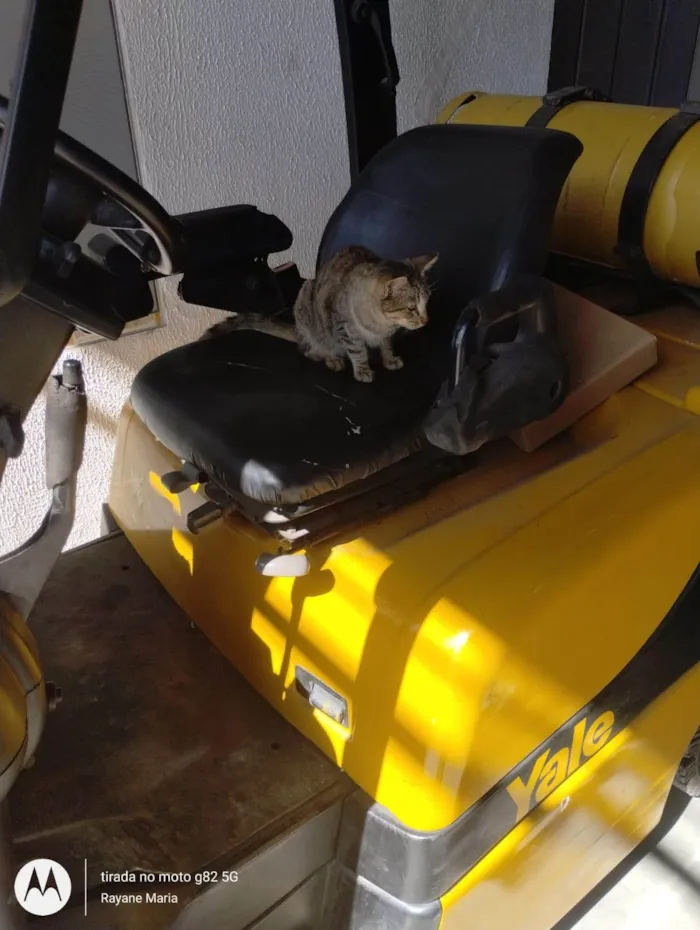 Gato ra a SRD-ViraLata idade 2 a 6 meses nome Gatinha filhote 