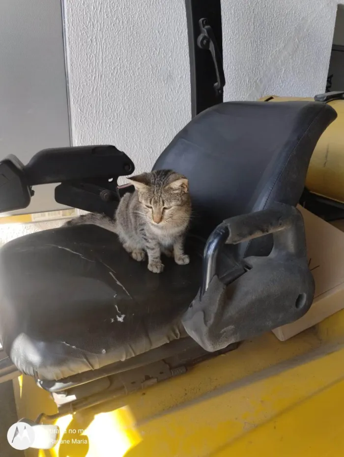Gato ra a SRD-ViraLata idade 2 a 6 meses nome Gatinha filhote 