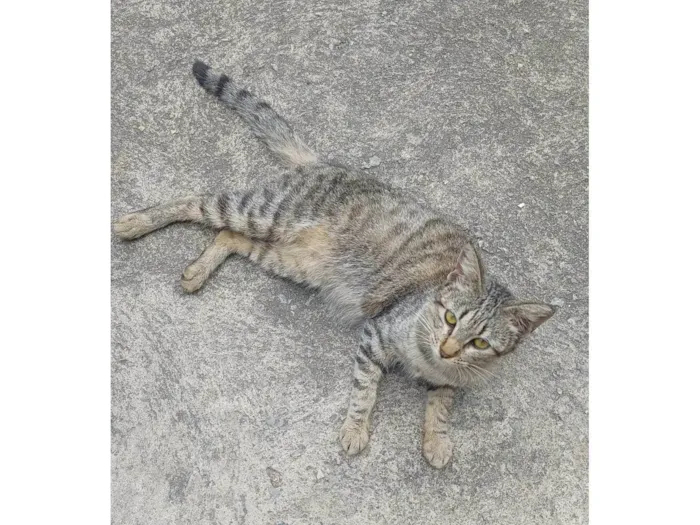 Gato ra a SRD-ViraLata idade 2 a 6 meses nome Gatinha filhote 