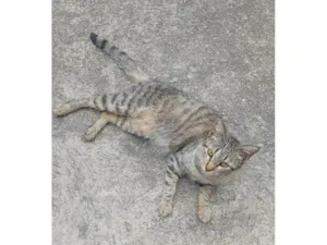 Gato raça SRD-ViraLata idade 2 a 6 meses nome Gatinha filhote 