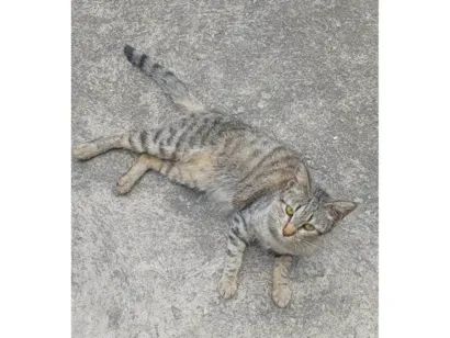 Gato raça SRD-ViraLata idade 2 a 6 meses nome Gatinha filhote 
