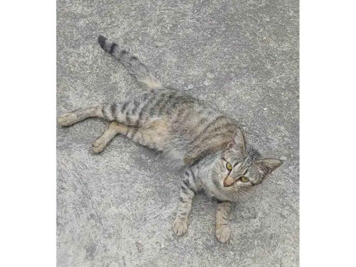 Gato ra a SRD-ViraLata idade 2 a 6 meses nome Gatinha filhote 