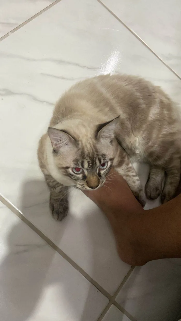 Gato ra a Siamês idade 7 a 11 meses nome Theo