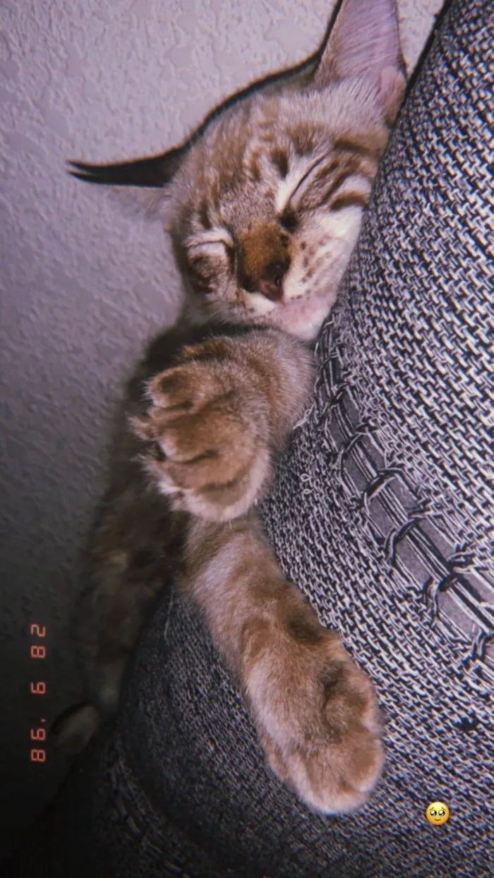 Gato ra a Siamês idade 7 a 11 meses nome Theo