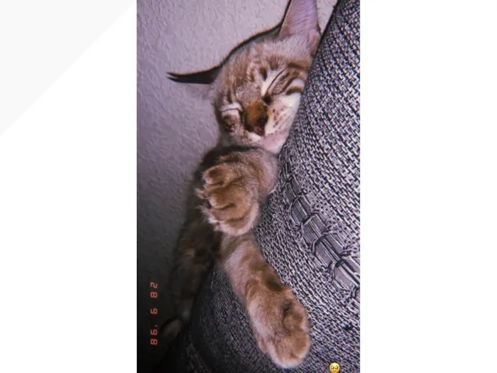 Gato ra a Siamês idade 7 a 11 meses nome Theo