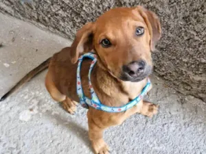 Cachorro raça SRD-ViraLata idade 2 a 6 meses nome AMENDOIM
