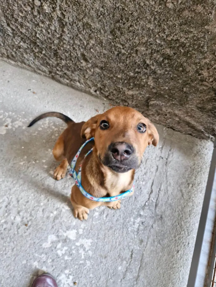 Cachorro ra a SRD-ViraLata idade 2 a 6 meses nome AMENDOIM