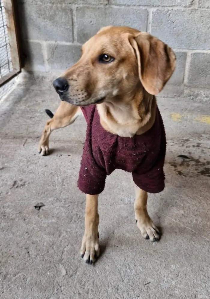 Cachorro ra a SRD-ViraLata idade 2 a 6 meses nome DORIS