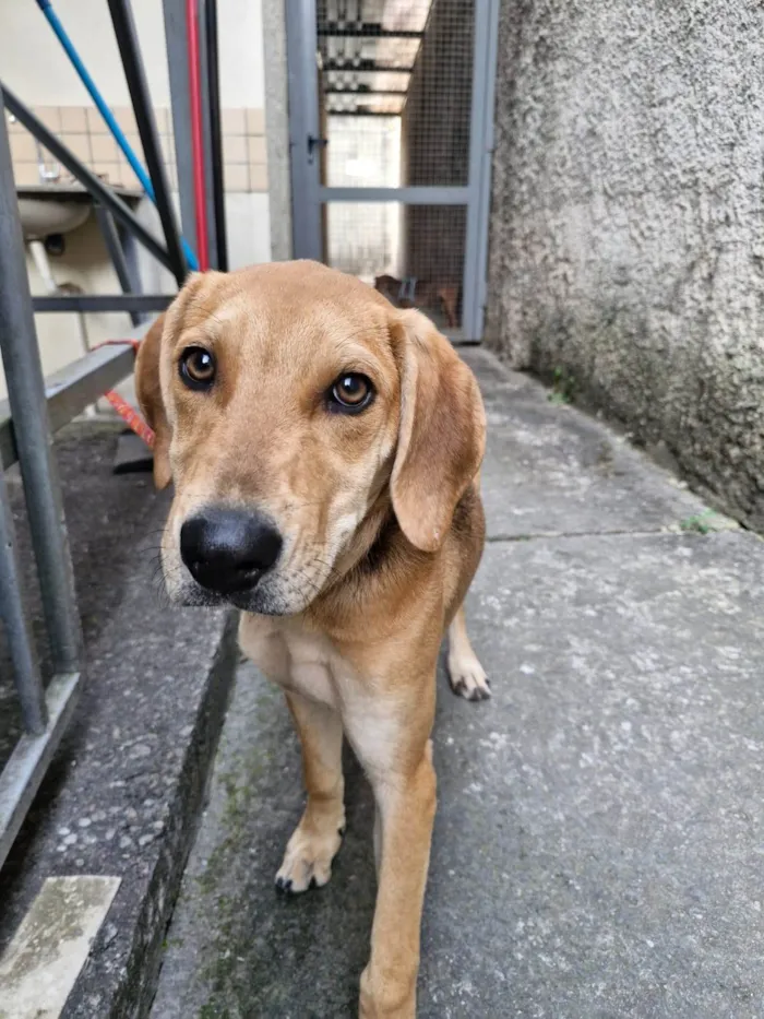 Cachorro ra a SRD-ViraLata idade 2 a 6 meses nome DORIS
