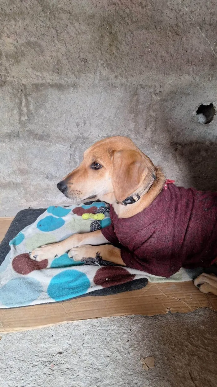 Cachorro ra a SRD-ViraLata idade 2 a 6 meses nome DORIS