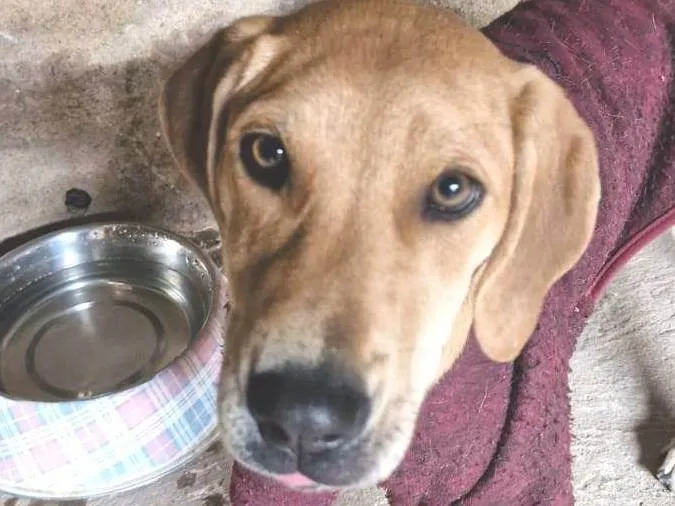Cachorro ra a SRD-ViraLata idade 2 a 6 meses nome DORIS
