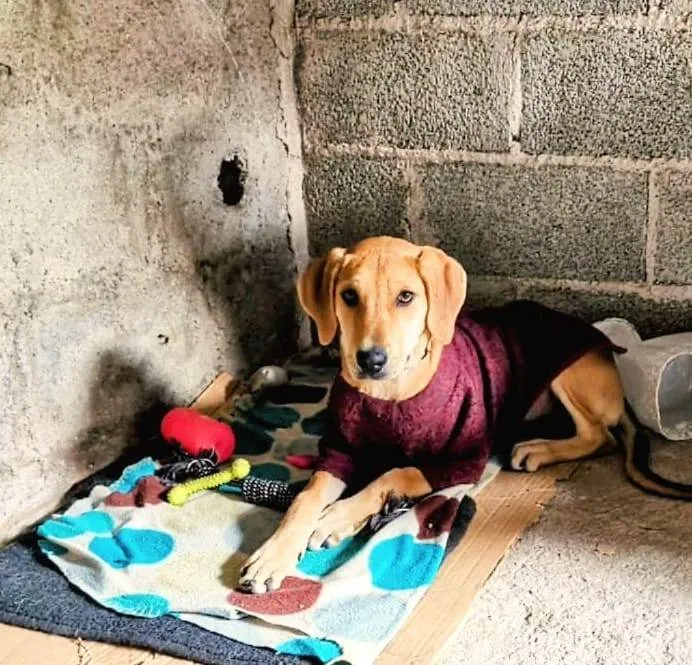 Cachorro ra a SRD-ViraLata idade 2 a 6 meses nome DORIS