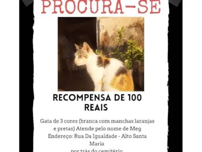 Gato raça Exótico idade 2 anos nome Meg 