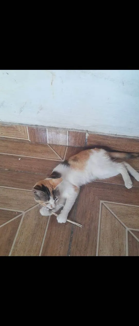 Gato ra a Exótico idade 2 anos nome Meg 