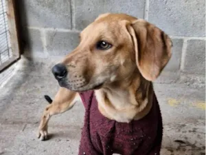 Cachorro raça SRD-ViraLata idade 2 a 6 meses nome DORIS