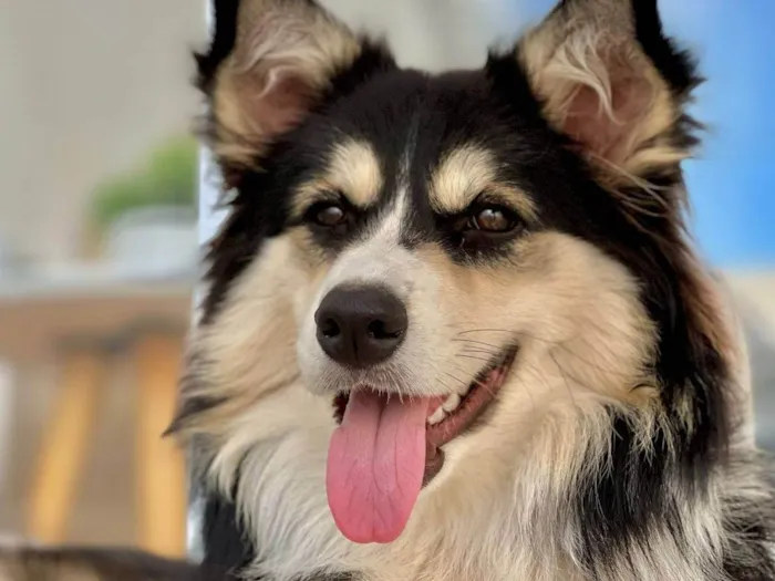 Cachorro ra a SRD-ViraLata idade 3 anos nome Aya