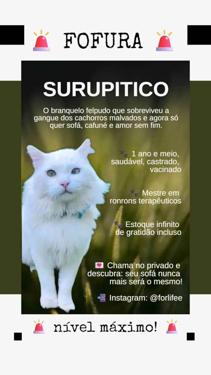 Gato ra a SRD-ViraLata idade 2 anos nome Surupitico