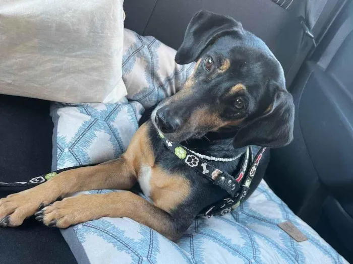 Cachorro ra a SRD-ViraLata idade 6 ou mais anos nome Frederico
