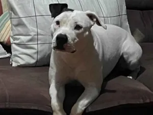 Cachorro raça Pit-Bull idade 2 anos nome Nina