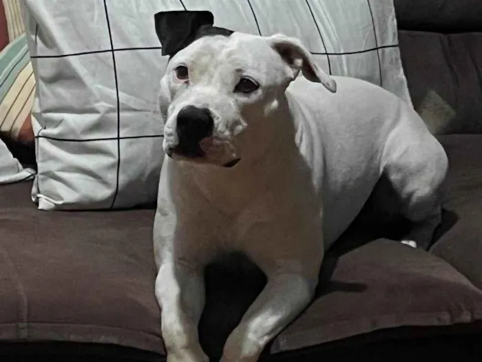 Cachorro ra a Pit-Bull idade 2 anos nome Nina