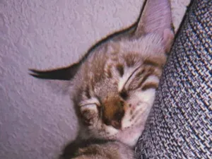 Gato raça Siamês idade 7 a 11 meses nome Theo