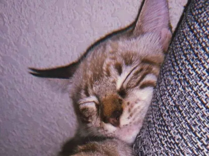 Gato ra a Siamês idade 7 a 11 meses nome Theo