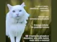 Surupitico