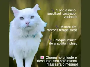 Gato raça SRD-ViraLata idade 2 anos nome Surupitico