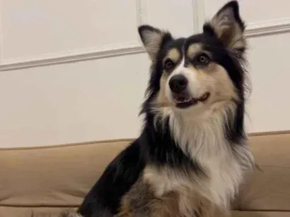 Cachorro raça SRD-ViraLata idade 3 anos nome Aya