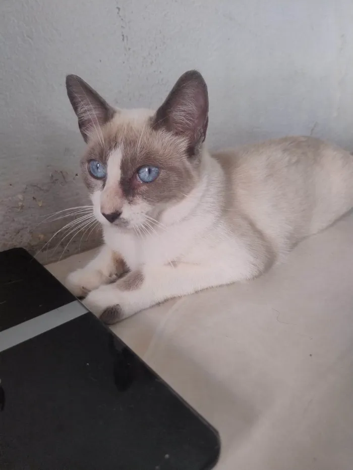Gato ra a SRD-ViraLata idade 1 ano nome Teté