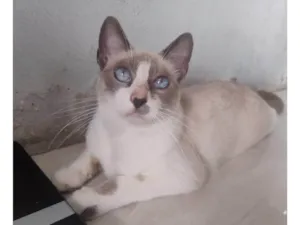 Gato raça SRD-ViraLata idade 1 ano nome Teté